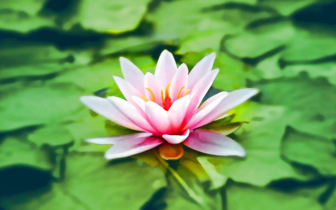 Article: "Sortit du stress"