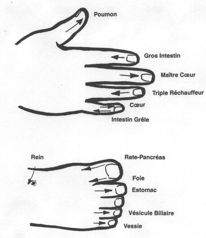 Lire la suite à propos de l’article Shiatsu Holistique – les 4 étapes d&rsquo;un processus thérapeutique – article 1/4*