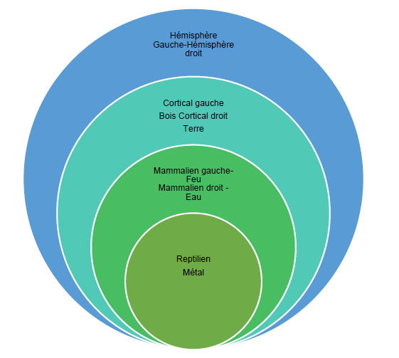 Lire la suite à propos de l’article Cerveau Triunique : Équilibre et Sagesse dans l’Être Humain – Ninpo Nin-Jutsu
