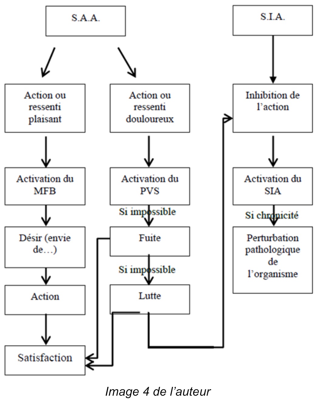 Résumé : Cet article présente les trois systèmes cérébraux fondamentaux : la récompense (MFB), la punition (PVS) et l’inhibition (SIA).