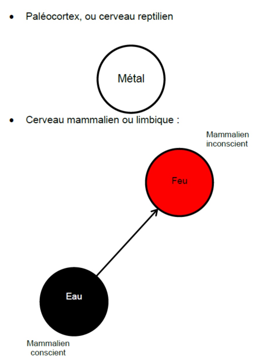 Les Trois Cerveaux et la Psycho Énergétique Le Cerveau Mammalien : lien entre ses deux composantes