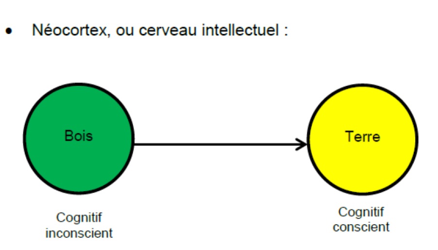 Les Trois Cerveaux et la Psycho Énergétique Le Cerveau Cognitif : lien entre ses deux composantes
