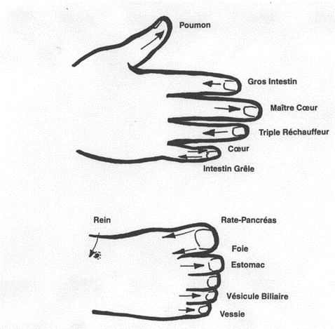 Lire la suite à propos de l’article Étape 1 : l’Anamnèse et les Tests Énergétiques en Shiatsu Holistique